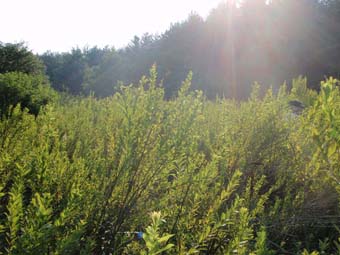 community photo